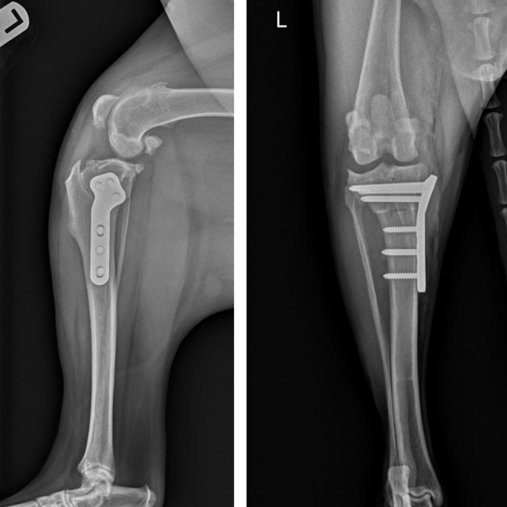 For Veterinarians - EVS